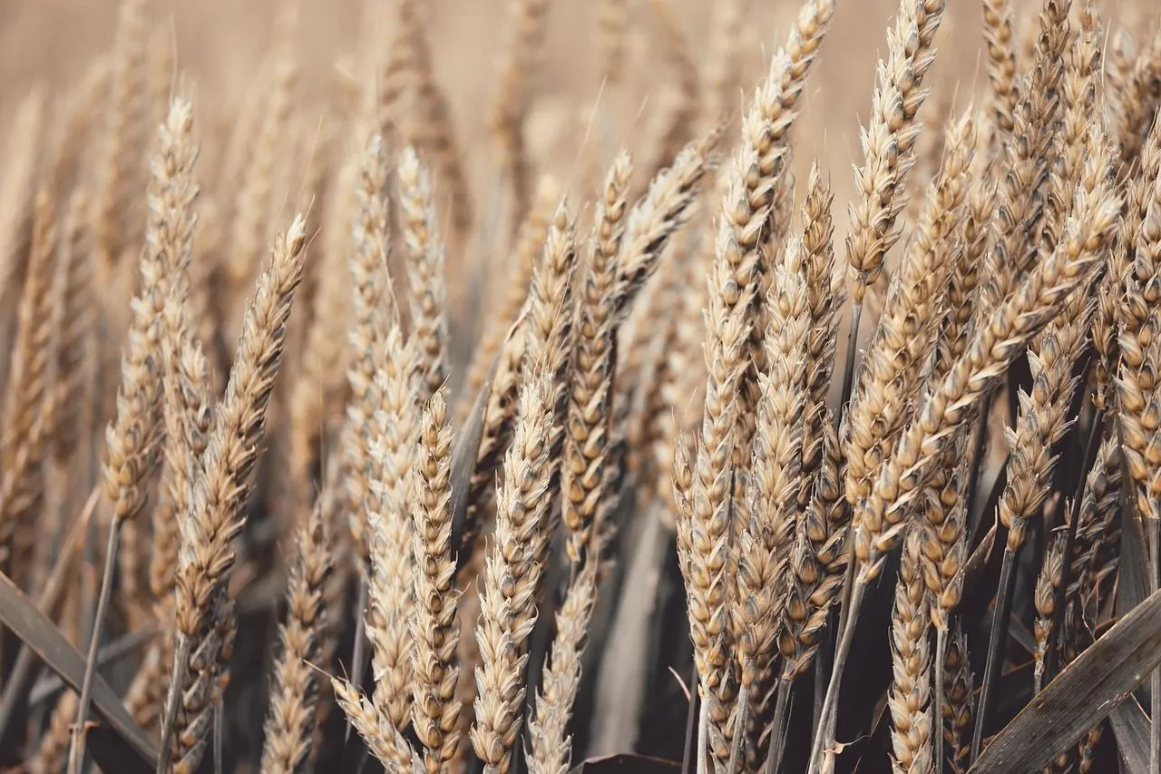 Agriculture & Agri-food: Securing Flows from Farm to Global Market