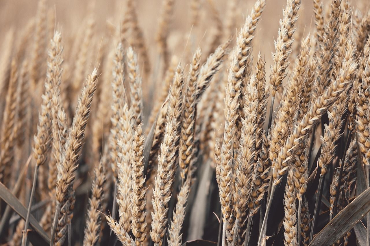 Agriculture et Agro-alimentaire