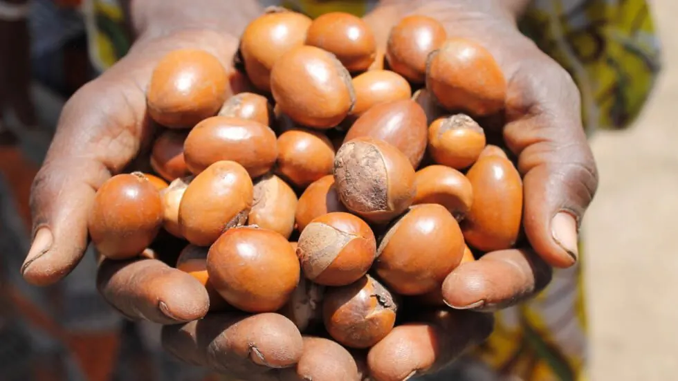 Karité