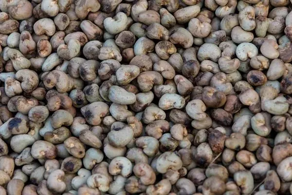 Noix de Cajou Brutes